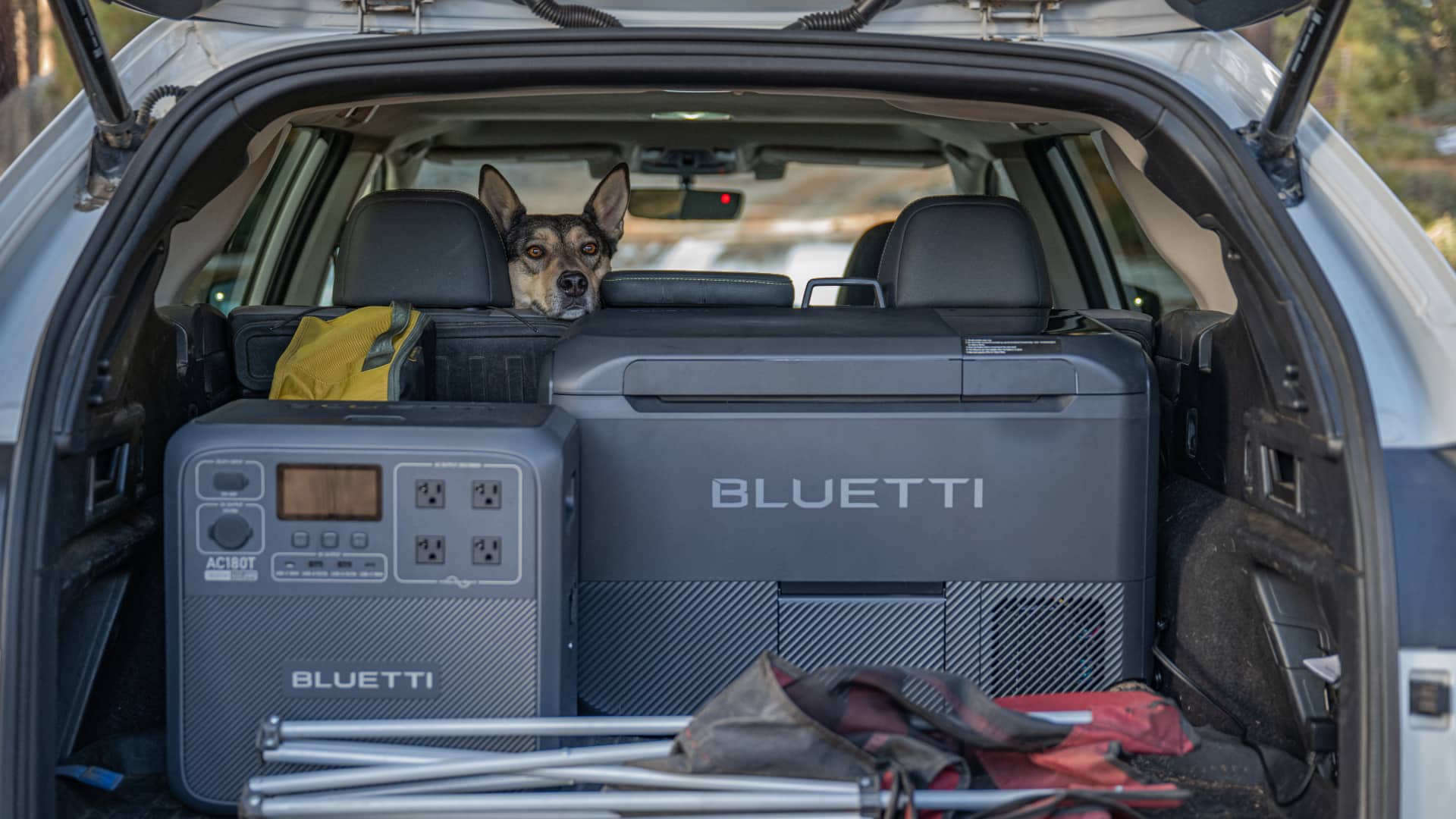 Bluetti's AC180T portable power station and MultiCooler fridge in the trunk of a pickup truck, with a dog sitting in the driver's seat and looking intently directly at the camera